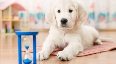 Як навчити собаку до місця